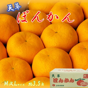 \񏳂蒆yF{Y@V|J@LM@3.5kzVYۂ񂩂@12{蔭@܂@ۂ񂩂@|J@kZbg@t[cMtg@Ε@Ε@@JA{