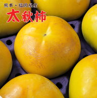 ご予約承り中【産地厳選　太秋柿　選べる内容量】太秋柿　熊本県産　福岡県産　太秋柿　たいしゅう　大秋…