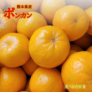 ご予約承り中【熊本県産 ポンカン 選べる内容量】熊本県産のポンカン 熊本県天草(あまくさ)、三角地方で栽培されたポンカンです。フルーツギフト 柑橘セット 不知火 デコポン