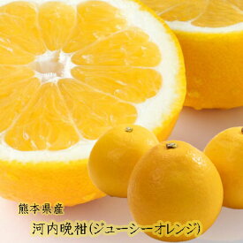 【熊本県産　河内晩柑　ジューシーオレンジ　選べる内容量】熊本の特産　河内晩柑をお届けいたします。　河内晩柑　天草晩柑　ジューシーオレンジ　和製グレープフルーツ　夏文旦　ばんかん　　晩柑　送料無料