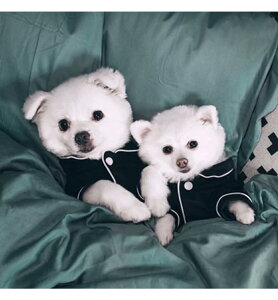 ybgppW}  L hbOEFA LbgEFA pW} 킢 Vc