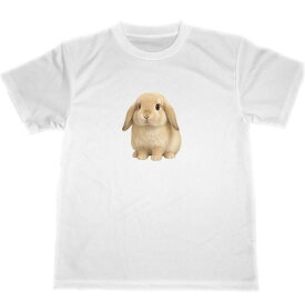 ドライ　Tシャツ　ロップイヤー　ウサギ　ホーランドロップ　アニマル　グッズ　垂れ耳ウサギ