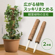 【送料無料】観葉植物の支柱　2本組