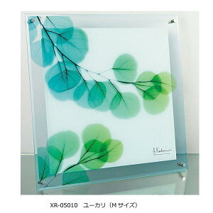 yzX RAY KX A[g [J MTCY XR-05010