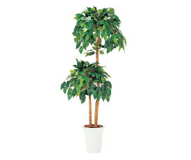 楽天市場 ベンジャミン 観葉植物 医薬品 コンタクト 介護 の通販