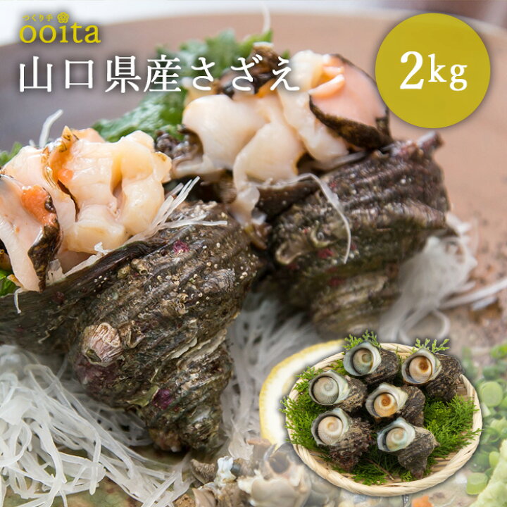 楽天市場 山口県産さざえ 2kg サザエ さざえ さざえ刺身 さざえつぼ焼き 贅沢 ギフト 喜ぶ カネヒ お刺身 貝 刺身 さしみ 刺し身 壺焼き つぼ焼き お取り寄せ 海鮮 バーベキュー お取り寄せグルメ 海鮮バーベキューセット ギフト つくり手ooita