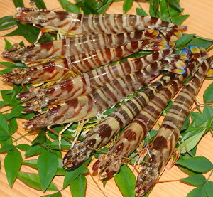 ԊCV650gi16`24OjԊCV  Ε vv `[~O H Mtg