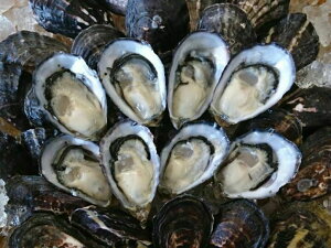 _E󃌃Xg Hpkty Ђl15 Hy Z TCY Ε vv `[~O Mtg ICX^[ JLtC y N[~[ VOV[h