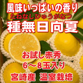 【予約受付商品】［産直宮崎県］【お試し】温室種無日向夏 赤秀6〜8玉入り。専用箱入り。御歳暮商品　ギフト商品