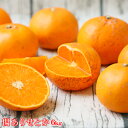 【wせと 08】傷あり せとか 8kg(傷ありの為、枝傷・葉傷・黒点有り)(サイズ込み)【送料無料】みかん ミカン 吉田みかん せとか