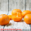 【wちびせと 10】傷ありちび玉 せとか 10kg(傷ありの為、枝傷・葉傷・黒点有り)(小玉・サイズ込み)【送料無料】みかん ミカン 吉田みかん せとか