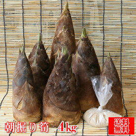 （予約販売）朝掘り筍（たけのこ） 4kg（※アク抜き用の糠付きです♪）（筍 04）（愛媛県産）（送料無料）筍 たけのこ タケノコ