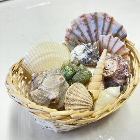 天然貝殻詰め合わせ8種類13個セットfeelthesea海を感じる置物南国テイスト海雑貨、マリン雑貨、夏休みの宿題にDIYの素材として、お部屋、店舗のイメージアップにフィールザシーおすすめ品