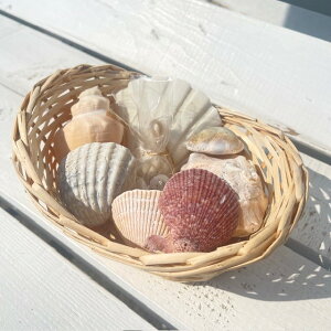 VR VFANALkATSAlߍ킹Lk7+TSZbgJStfeeltheseaCu썑eCXgCG݁A}G݁Aċx݂̏hDIY̑fނƂāAAX܂