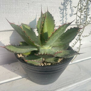 AKxAJEYz[AuAKx {rRk[^vAA6^ A25cmAAhCK[fɍœKX܁ArOAItBXAACeA AAIV