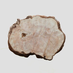 y20cmzɔ v ~ R[X^[ dlFC / fށFvᎁi~,ؐ,,N,ؖځj