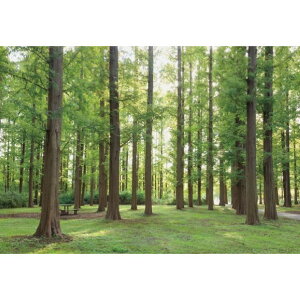 TQc fW^vgǎ U[uiHIGH GRAFICAjiʐ^ ^ZRCA̐X MTCYi3Ёj W2700mm×H1875mm HZ-7008M 1Zbg