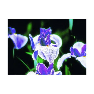 �с`�ŗp�ʐ^�X�e�b�J�[ �A�C���X PH-11