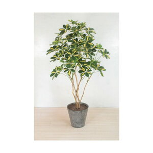 O[NX lH/lHϗtA VFt O[ 6300033759 1