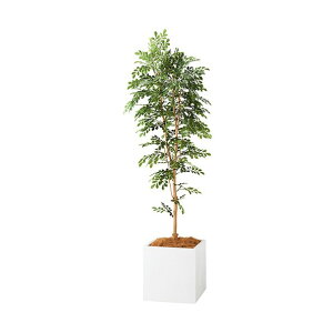 �l�H���؁i�g�l���R�j �z���C�g AG631SP-WH 1��