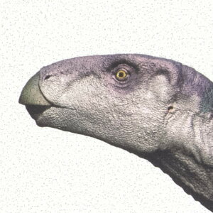 TQc ǎ U[u p^[ Ȋw  92cm×1m RE55941 1