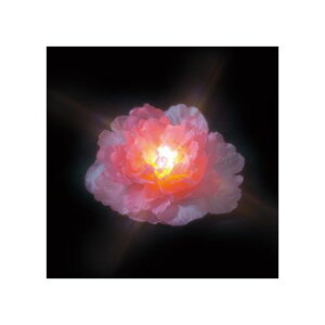 fT LEDt[g(dr) STM-W01P 1_