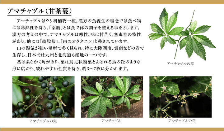 楽天市場 Ginkgolin アマチャヅル茶 60g 3g パック 甘茶蔓 漢方 栄養 Ginkgolin 台湾直送 送料無料 Tw Direct