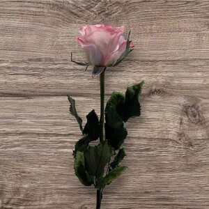 vU[uht[ [Y Jt 50cm 1{ t[  o KN ͂Ȃ { j a LO  v[g Mtg 蕨 l  ޏ   yKokobotaniczypzy