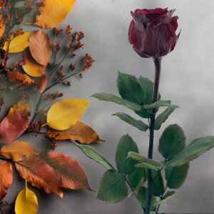 vU[uht[ [Y uS[j 50cm 1{ t[  o KN ͂Ȃ { j a LO v[g Mtg 蕨 l  ޏ   yKokobotaniczypzy