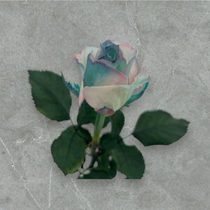 vU[uht[ [Y Of[V 50cm 1{ t[  o KN ͂Ȃ { j a LO v[g Mtg 蕨 l  ޏ   yKokobotaniczypz