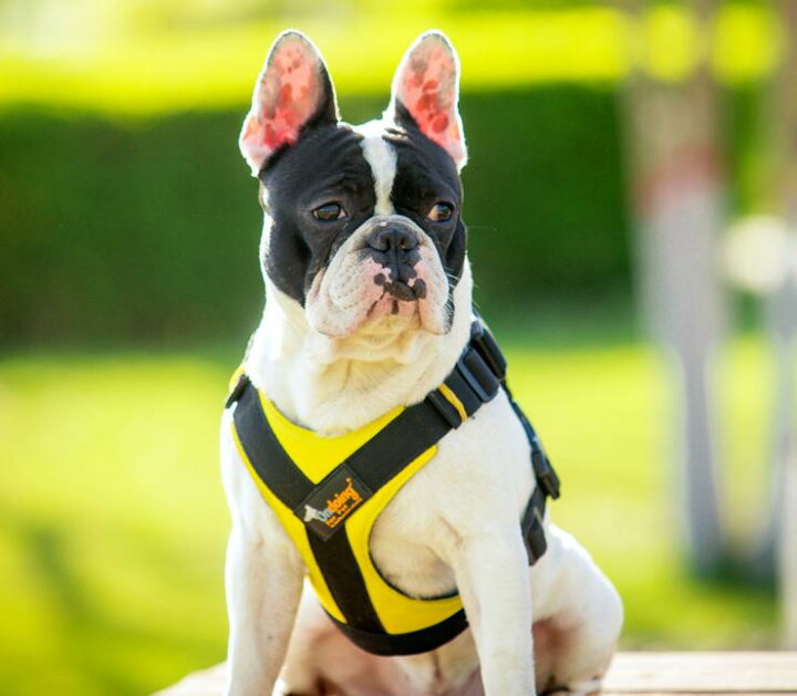 楽天市場 ポイント５倍 犬 犬用ハーネス 胴輪 プチプラ シンプル 大型犬 中型犬 小型犬 使いやすい チェストストラップハーネス リード付き サイズ交換対応 Twiggy Style シンプル可愛い犬服