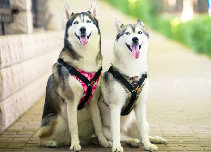 楽天市場 ポイント５倍 犬 犬用ハーネス 胴輪 プチプラ シンプル 大型犬 中型犬 小型犬 使いやすい チェストストラップハーネス リード付き サイズ交換対応 Twiggy Style シンプル可愛い犬服