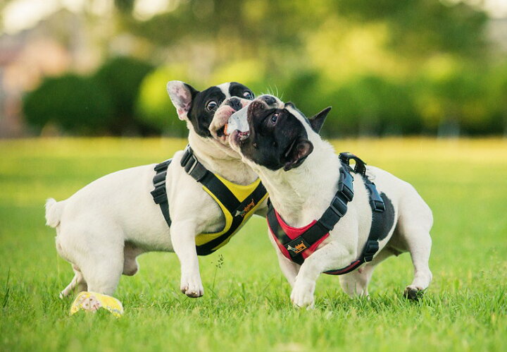楽天市場 ポイント５倍 犬 犬用ハーネス 胴輪 プチプラ シンプル 大型犬 中型犬 小型犬 使いやすい チェストストラップハーネス リード付き サイズ交換対応 Twiggy Style シンプル可愛い犬服