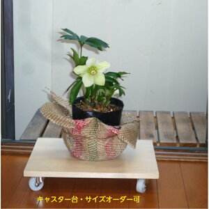 LX^[  TCYI[_[GAhbN C@ v^[ EI[^[T[o[ ϗtA Q[W 炭炭LX^[tiؔFEMjij+cisj2Ӎv 100cm