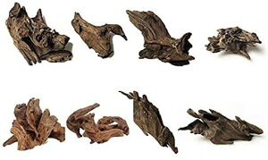 8萅كVNR؃GCuؐ̑(8`10cm)