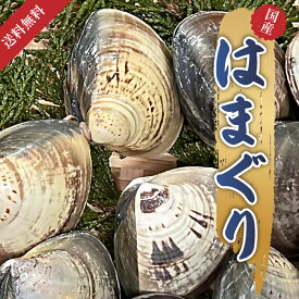 【活はまぐり 9個 10個 11個 12個 500g】 お土産 プレゼント ギフト お酒のお供 お酒のおつまみ 新鮮 鮮度 貝類 BBQ お吸い物 酒蒸し おいしい お取り寄せ 天然 はまぐり ハマグリ 蛤 貝 海鮮 魚介類 香ばしさ 自宅用 家庭用 仲間 集まり 日本酒 白ワイン 焼酎 ハイボール