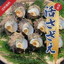 国産 鮮度 産地直送 三重県産 天然 海女 海女さん サザエ 天然サザエ 活さざえ中 10個 1kg 1個90g～110g 活サザエ おせち 正月 祝い おいしいギフト 贈り物 お取り寄せ 自宅用 家庭用 安心 おつまみ 日本酒 刺身 つぼ焼き 栄螺 さざえ 磯の香 貝 栄養 貝類 海鮮 魚介類 BBQ