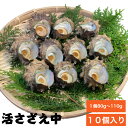 国産 三重県産 天然 サザエ 天然サザエ 活さざえ中 10個 1kg 1個80g～110g 活サザエ 刺身 つぼ焼き 栄螺 さざえ 磯の…