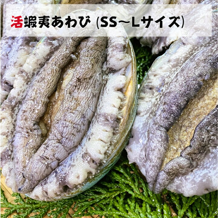 楽天市場】【高級活〆】蝦夷あわび 60g 80g 100g 140g 新鮮 海鮮 