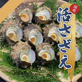 敬老の日 お中元 海鮮 プレゼント 京都府 天然 サザエ 天然サザエ 活き サザエ中 10個 1kg 1個90g～110g 活サザエ おいしいギフト プレゼント 贈り物 お取り寄せ 自宅用 家庭用 安心 おつまみ 日本酒 刺身 つぼ焼き 栄螺 さざえ 磯の香 貝 栄養 貝類 海鮮 魚介類 BBQ 国産