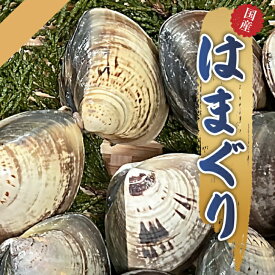 【活はまぐり 9個 10個 11個 12個 500g】 国産 天然 はまぐり ハマグリ 蛤 敬老の日 お土産 プレゼント ギフト お酒のお供 お酒のおつまみ 新鮮 鮮度 貝類 BBQ お吸い物 酒蒸し おいしい お取り寄せ 天然 貝 海鮮 魚介類 香ばしさ 自宅用 家庭用 仲間 集まり 日本酒 白ワイン