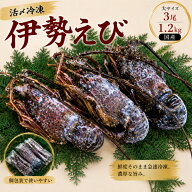 三重県産 伊勢海老 国産伊勢海老 3尾 1200g 伊勢海老殻付き BBQ 敬老の日 取り寄せ 贈答用 ギフト 祝い …