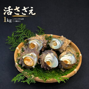 �V�N�������� 1kg 5�ȏ� �T�C�Y�s��� �O�d�����H�Y�E���s�{�Y �T�U�G ���T�U�G �C�N �h�g ��Ă� �ڏĂ� BBQ �o�[�x�L���[ �l�Ă� �K�[���b�N�o�^�[ �A�q�[�W�� ������ �C�̍K �ăM�t