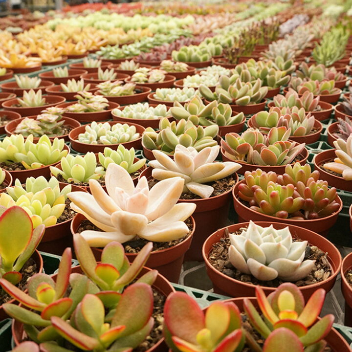 楽天市場 送料無料 多肉植物 季節のおまかせ12ポットセット 7 5cmポット お試し大特価 敬老の日 ギフト 福岡県産 多肉植物 多肉 観葉植物 寄せ植えに 季の香 きのか