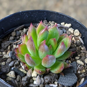 fXy[h 7.5cm|bg A GPxA Echeveria Y  ϗtA CeAO[ 񂹐A i܂Ƃߔj
