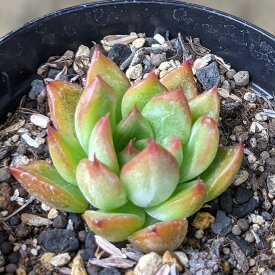 ファイヤーピラー 7.5cmポット 多肉植物 エケベリア Echeveria 福岡県産 多肉 観葉植物 インテリアグリーン 寄せ植えに （まとめ買いがお得♪）