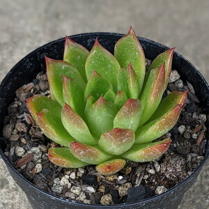 \E 7.5cm|bg A GPxA Echeveria Y  ϗtA CeAO[ 񂹐A i܂Ƃߔj