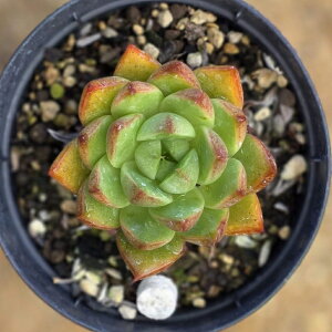NX 7.5cm|bg A GPxA Echeveria Y  ϗtA CeAO[ 񂹐A i܂Ƃߔj