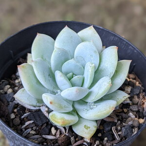f 7.5cm|bg A GPxA Echeveria Y  ϗtA CeAO[ 񂹐A i܂Ƃߔj