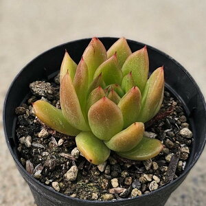 AK{CfXTZbg 7.5cm|bg A GPxA Echeveria Y  ϗtA CeAO[ 񂹐A i܂Ƃߔj